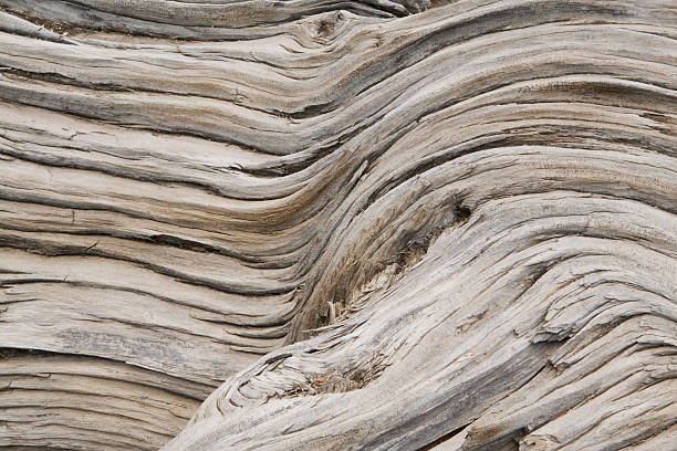 イガゴヨウマツ樹皮の抽象 - bristlecone pine bark tree curve ストックフォトと画像