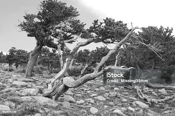 Antica Foresta - Fotografie stock e altre immagini di Albero - Albero, Ambientazione esterna, Antico - Condizione