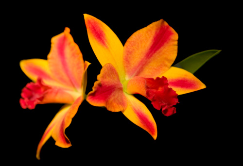 Brilliant multi-colored pair of mini-cattleya orchid blossoms isolated on black. Light-painted in darkness, selective focus on right orchid's 