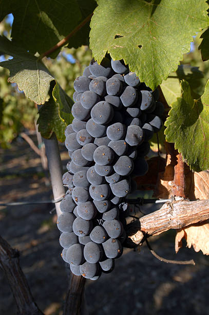 istock Red wine grapes with the vine 94977629