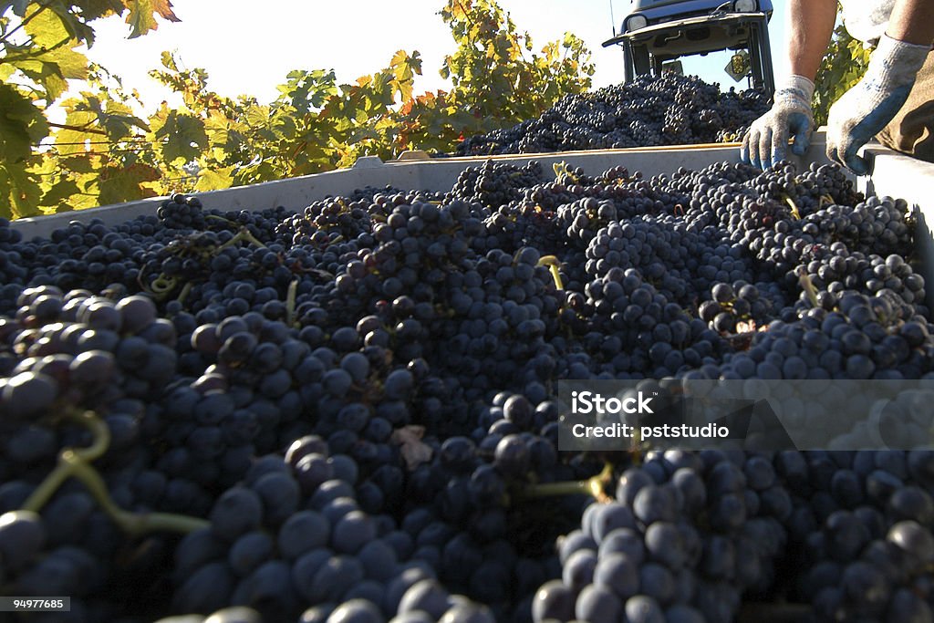 Vinho tinto com uvas durante crush harvest - Foto de stock de Paso Robles royalty-free