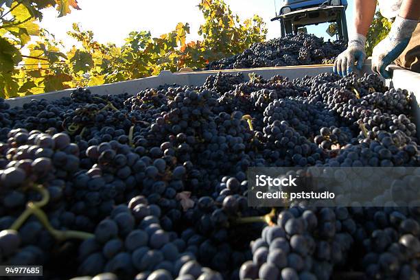 Foto de Vinho Tinto Com Uvas Durante Crush Harvest e mais fotos de stock de Paso Robles - Paso Robles, Califórnia, Agricultura