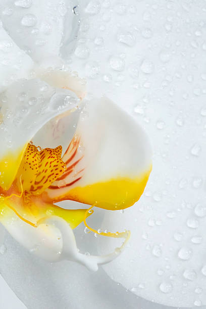 istock White Phalaenopsis Orchid Close-up 94977748