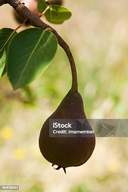 Primer Plano De La Pera Montaje De Árbol Baranch Contra Fondo Verde Claro Foto de stock y más banco de imágenes de Aire libre