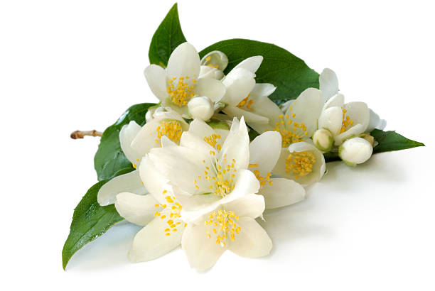 istock branch of jasmin 94978212