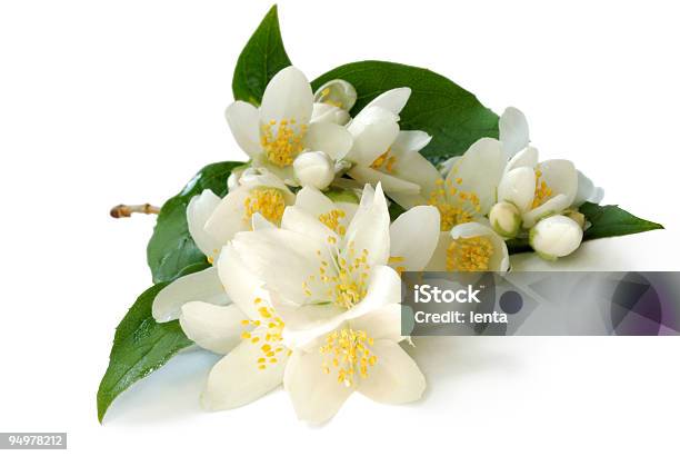 Branch Of Jasmin Stock Photo - Download Image Now - Backgrounds, Blossom, Botany