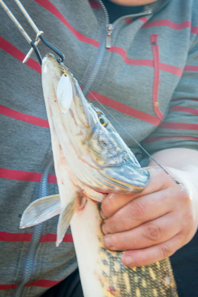 istock pike fishing on spinning 949782270