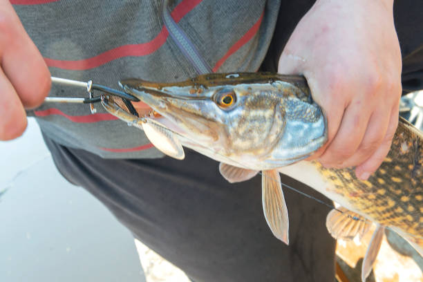 istock pike fishing on spinning 949782296
