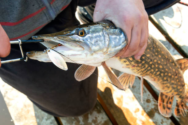 istock pike fishing on spinning 949782306