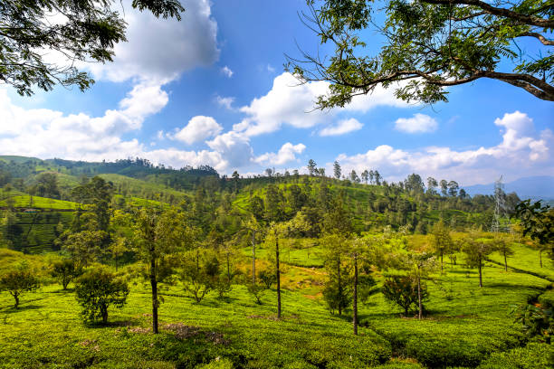 istock Tea plantations in Nuwara Eliya, Sri Lanka 949789852