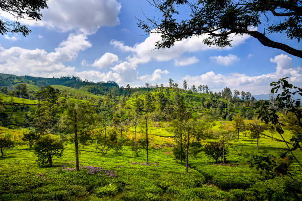 istock Tea plantations in Nuwara Eliya, Sri Lanka 949789872