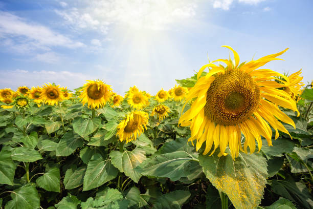 istock Bright blossoming sunflower flowers under the bright sun 949790416