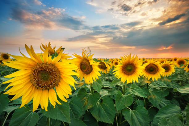 istock Beautiful ripe sunflowers at sunset 949790510