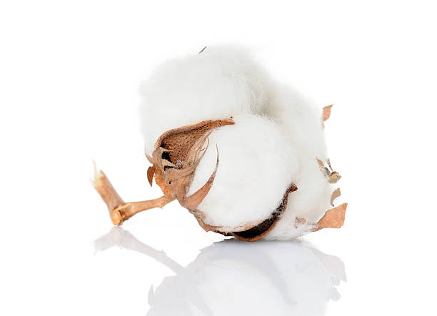 istock Close up of a cotton bloom dried 94979469