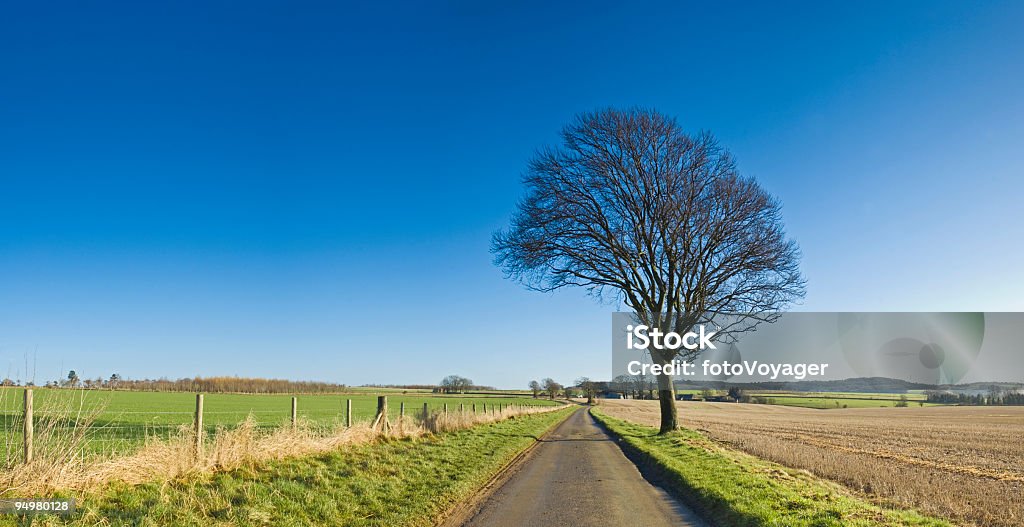 One tree hill - Photo de Accotement herbeux libre de droits