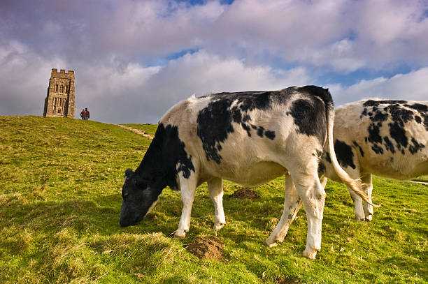 rind in glastonbury tor - st michaels church stock-fotos und bilder