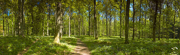 earth трейл идиллическая летняя просека - glade forest panoramic tree стоковые фото и изображения