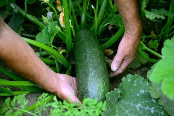 the farmer is holding a vegetable marrow in the garden stock photo