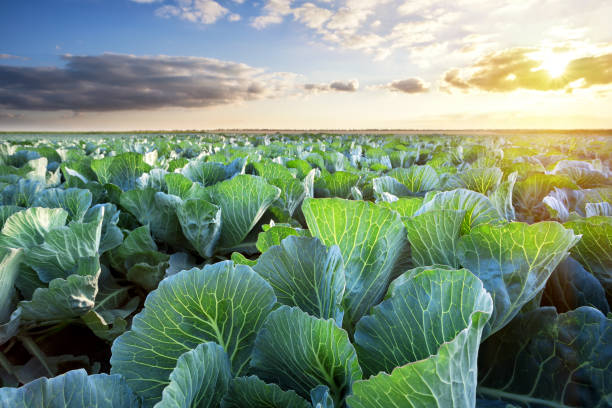 Field of ripe cabbage under a sunny sky stock photo