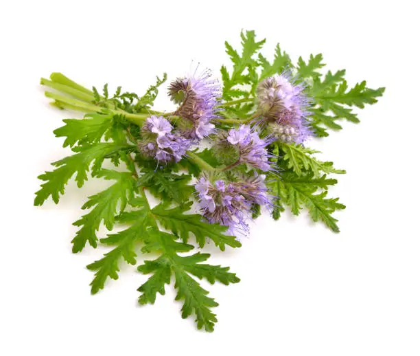 Phacelia tanacetifolia is a species of phacelia known by the common names lacy phacelia, blue tansy or purple tansy.