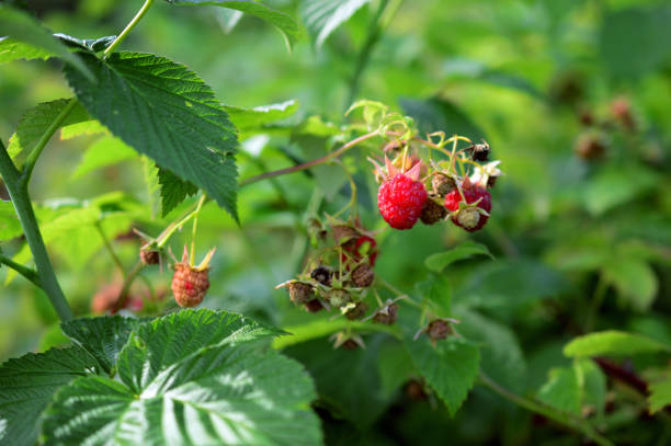istock raspberry branch with ripe and green berries in garden 949811518