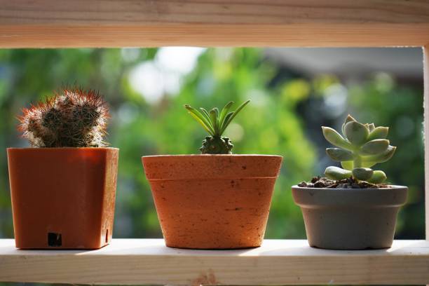 istock Small succulent pot plants decorative on wood window frame with morning warm light 949812234