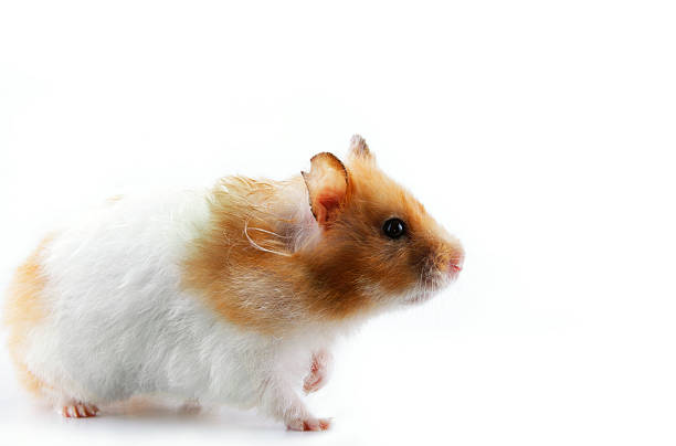 Syrian Hamster stock photo