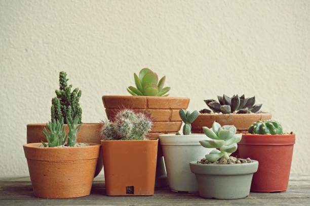 istock Various little succulent pot plants collection on vintage wood table with free space background 949823206