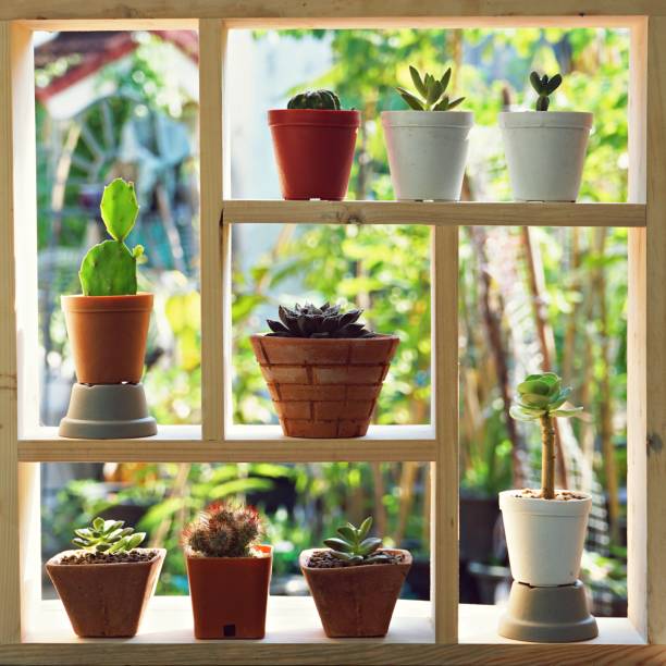istock Small succulent pot plants decorative on wood window frame with morning warm light 949827506