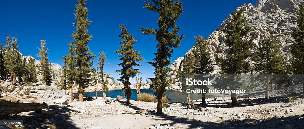 High Sierra lake pines  Beauty In Nature Stock Photo