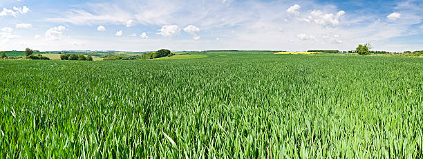 istock Green crop farmland panorama 94982941