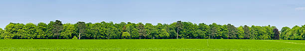 grüne feld wald hintergrund - treetop stock-fotos und bilder