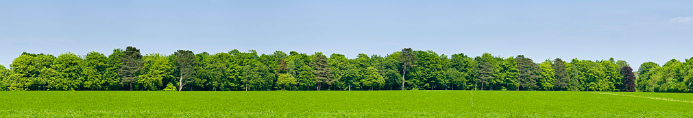 Fondo verde campo del bosque photo