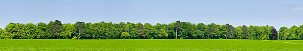 sfondo di campo verde foresta - cima di albero foto e immagini stock