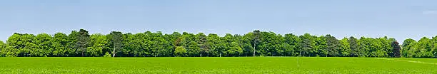 Photo of Green field forest background