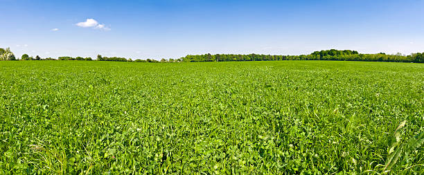 nel trifoglio campo sotto cieli blu - clover field blue crop foto e immagini stock