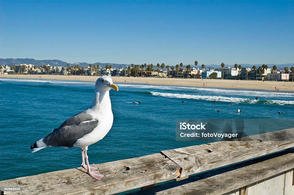 Observar surfistas LA - Foto de stock de Areia royalty-free