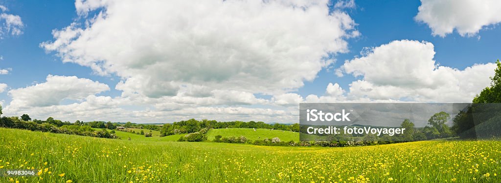 meadow panorama de verão - Foto de stock de Natureza royalty-free