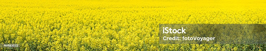 Bright biofuel crop panorama  Agricultural Field Stock Photo