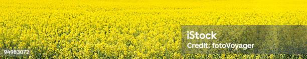 Bright Biofuel Crop Panorama Stock Photo - Download Image Now - Agricultural Field, Canola, Agriculture