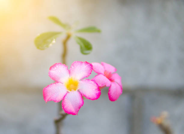 Adenium flower or desert rose is blooming on morning