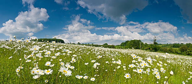 Close-up shot of a meadow full of daisies in Argentina