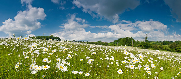 Giant daisies filling a verdant wildflower meadow in green rolling landscape under a big blue summer sky with white fluffy clouds. ProPhoto RGB for maximum color gamut.