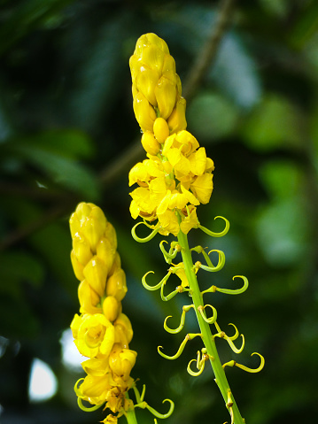Popcorn Senna, Candle Bush, Golden Wonder (Cassia didymobotrya, Senna didymobotrya), inflorescences