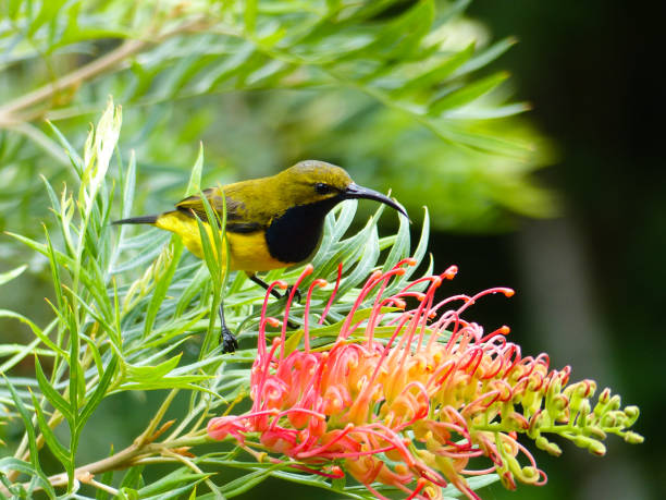 Male Olive backed Sunbird feeding on Grevillea flower