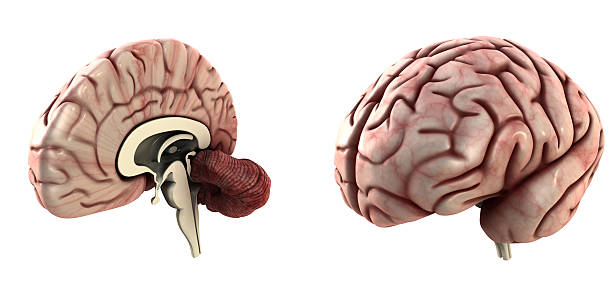 половины и головного мозга - 4684 стоковые фото и изображения