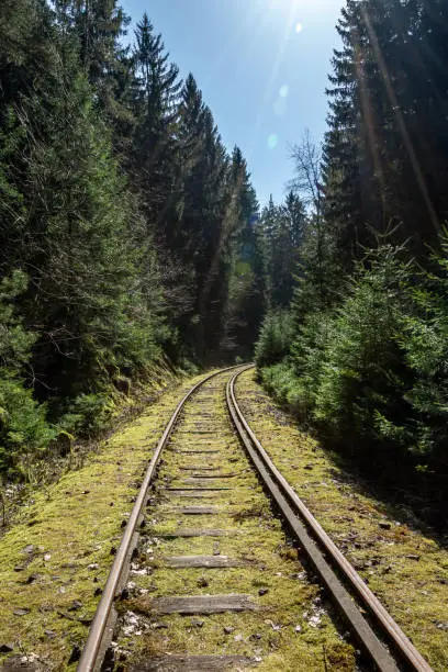 an abandoned railroad track in a coniferous forest in spring with sunlight