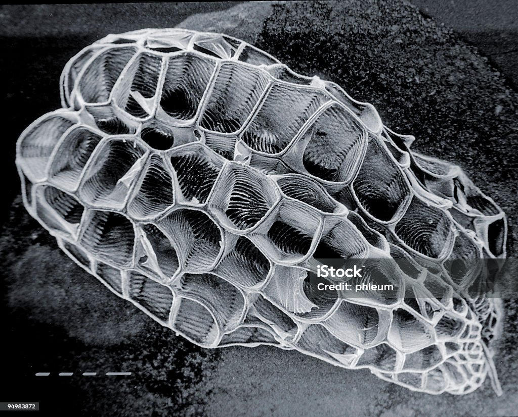 Castilleja cromosa semilla - Foto de stock de Anatomía libre de derechos