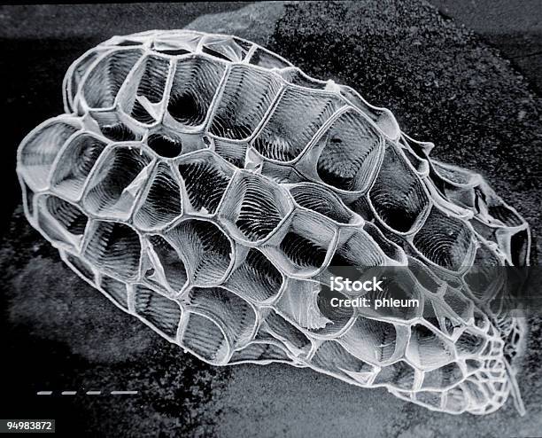 Castilleja Cromosa Semilla Foto de stock y más banco de imágenes de Anatomía - Anatomía, Aumento a gran escala, Biología