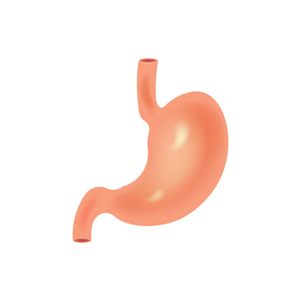 istock Stomach icon. Human internal organs symbol. isolated on white background. Vector illustration. 949839172